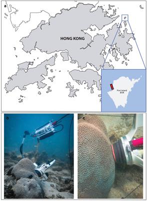 Seasonal drivers of productivity and calcification in the coral Platygyra carnosa in a subtropical reef